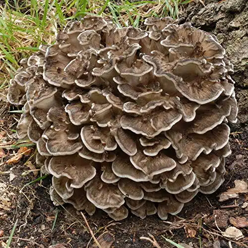 Hen Of The Woods Mushroom Grain Spawn   Lb. Ready To Use   Grow Your Own Gourmet Or Medicinal Mushrooms At Home Or Commercially   For Gg Transfer Or Pasteurized Straw Inoculat